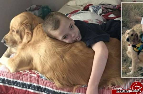 سگ سگ وفادار