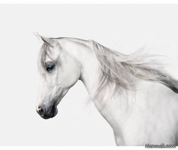 اسب های اهلی