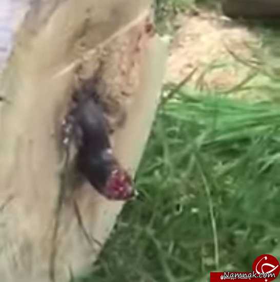 مار مار نصف شده