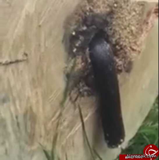 مار نصفه مار نصف شده