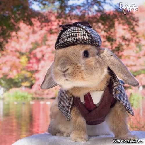 خرگوش خوش تیپ