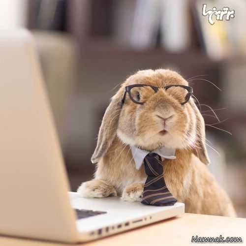 خرگوش خوش تیپ