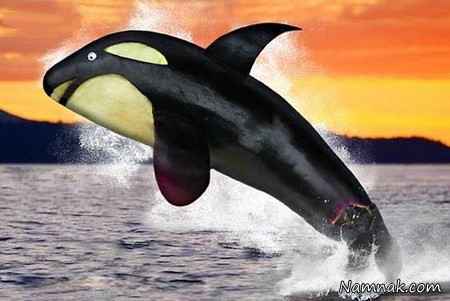 جالبترین عکسها از میوه هایی شبیه حیوان