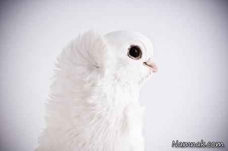 کبوتر سفید زیبا