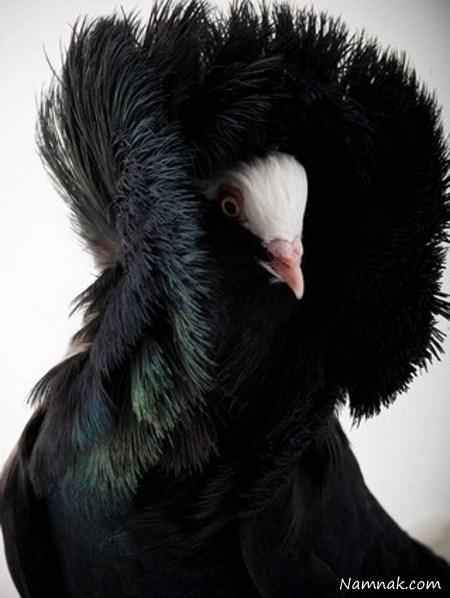 کبوتر مشکی زیبا