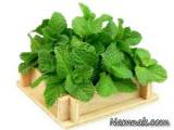 نعنای تازه