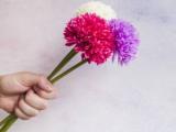 پرورش گل داوودی