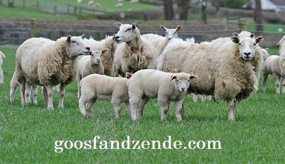 خریدگوسفند زنده