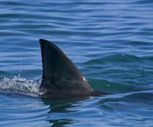 نجات خلبان از سقوط هواپیما