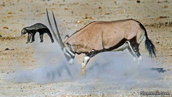جدال بز کوهی و گورکن