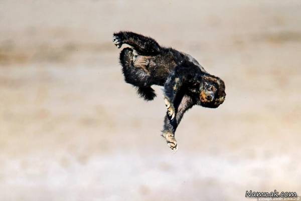 نبرد بز کوهی و گورکن عسل خوار 