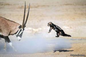 جنگ و جدال بز کوهی با گورکن