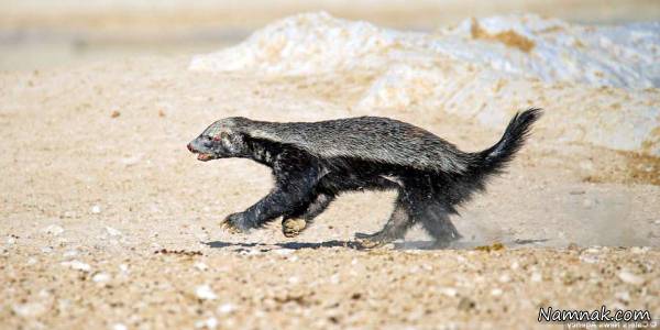 گورکن پیروز