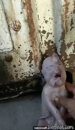 بچه خوک شبیه انسان خوک شبیه انسان