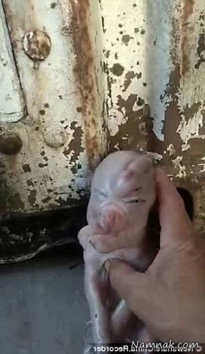 خوک با چشمان انسانی خوکی شبیه انسان