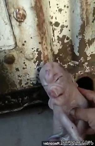 خوکی شبیه به انسان خوکی که شبیه انسان است