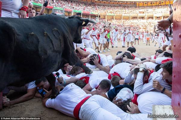 فیلم گاو بازی خطرناک