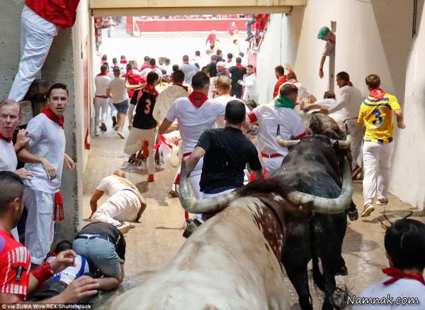 جراحت در گاو بازی