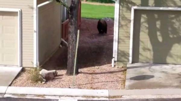 توله خرس گرسنه در فاضلاب خرس فراری باغ وحش