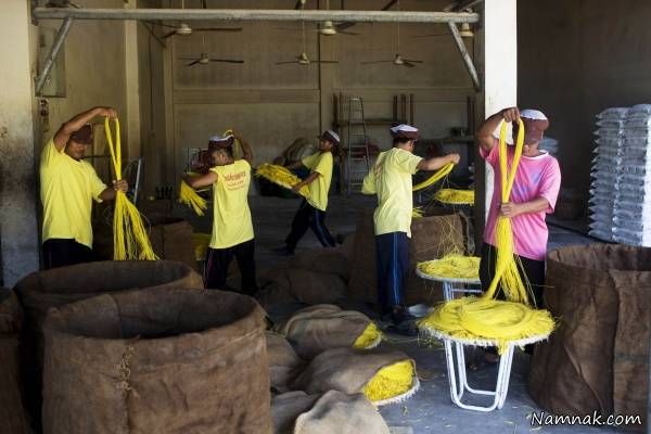 روش تولید مرحله ای رشته فرنگی + تصاویر رشته فرنگی