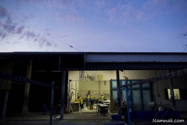 روش تولید مرحله ای رشته فرنگی + تصاویر رشته فرنگی