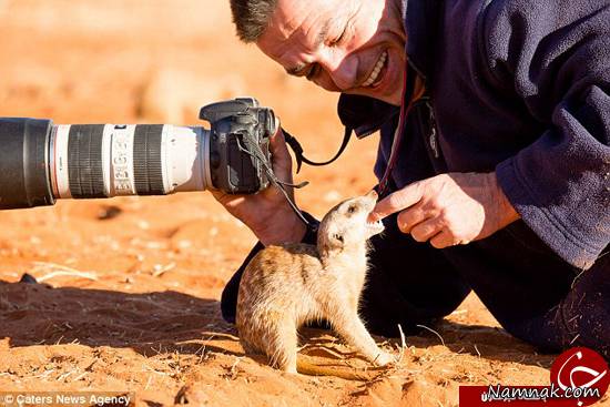 حیوان دم عصایی