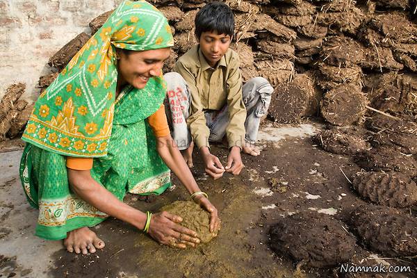 جشن پرتاب کود گاو