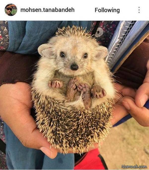 بازیگران مشهور ایرانی