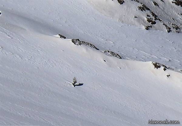 51 بافت انسانی مجزا از پیکر قربانیان پرواز یاسوج کشف شد قربانیان پرواز یاسوج