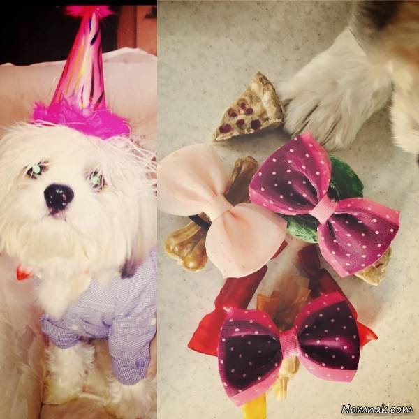 سگ نازنین کریمی در تولدش سگ نازنین کریمی