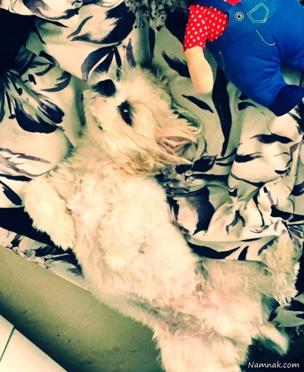 عکسی از سگ نازنین کریمی سگ نازنین کریمی