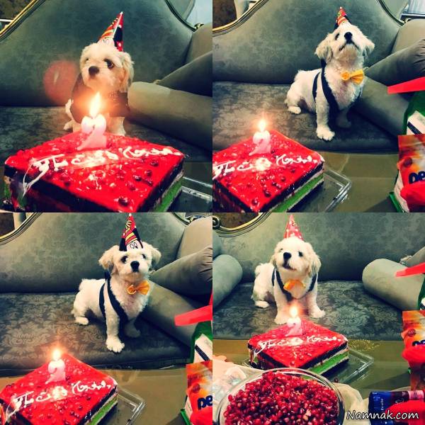 تولد سگ نازنین کریمی سگ نازنین کریمی