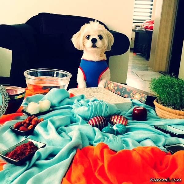 عکسی از سال نوی سگ نازنین کریمی سگ نازنین کریمی