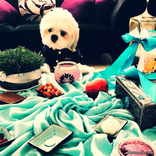 سال نوی سگ نازنین کریمی سگ نازنین کریمی