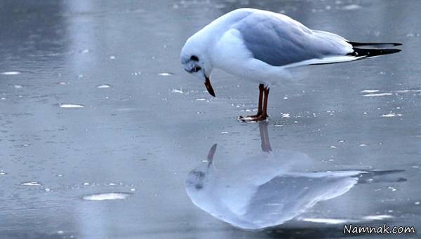 مدیرانی که به سبک مرغ دریایی مدیریت میکنند! مدیریت به سبک مرغ دریایی