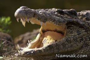 ازدواج با تمساح