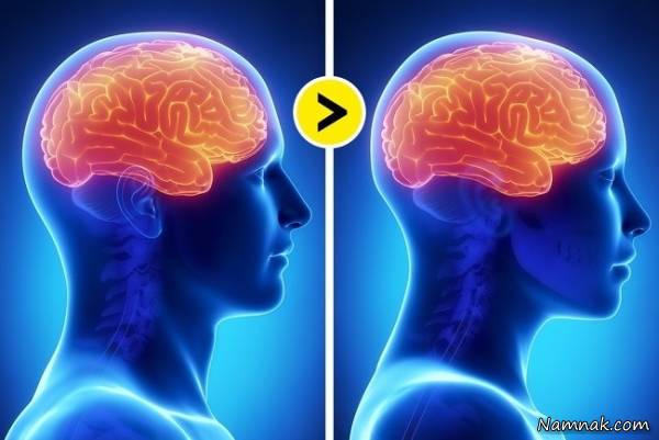 مغز زنان و مردان