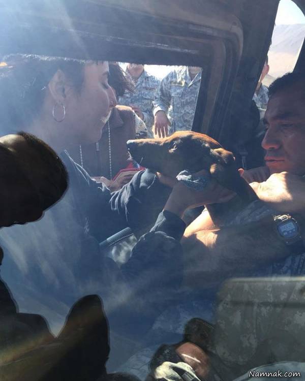 سالم ماندن سگ بعد از سقوط از هواپیما