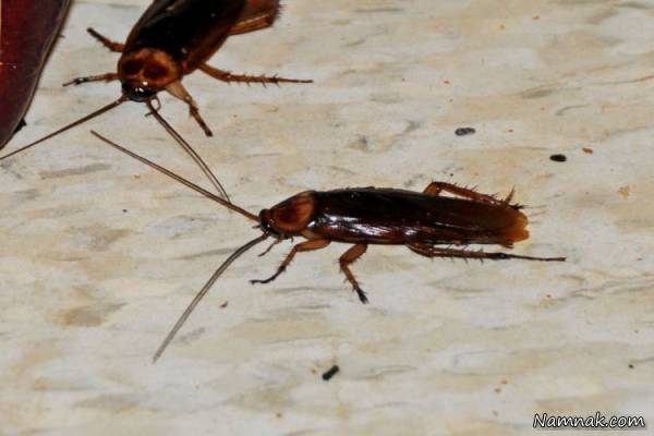 شیر سوسک سوسک