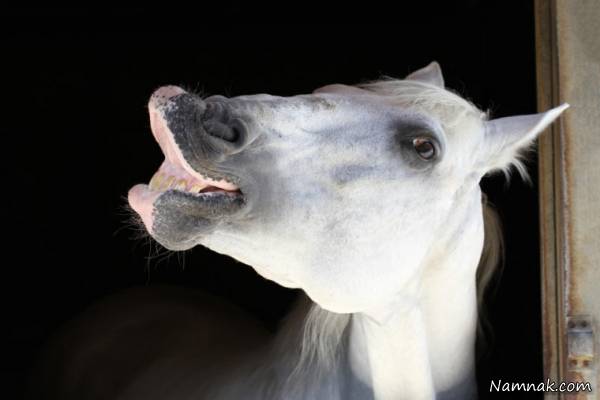 حقیقت های باور نکردنی