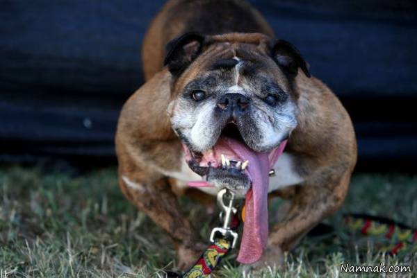 زشت ترین سگ سگ زشت