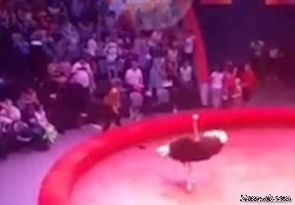 خارج شدن شترمرغ