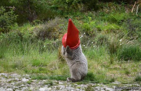 قیف در سر خرس بازیگوش قیف در سر خرس