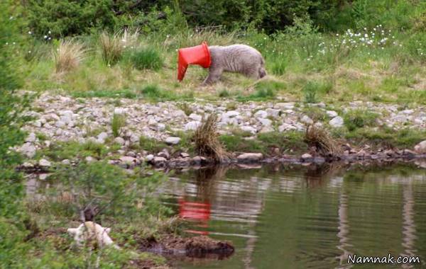 خارج کردن قیف از سر خرس گیر کردن قیف در سر خرس