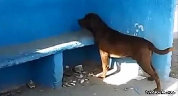 کار عجیب سگ حرکت عجیب سگ