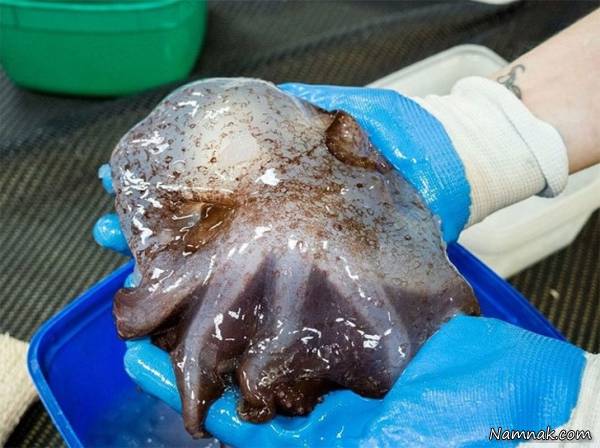 حیوانات عجیب گریم پوتوتیس