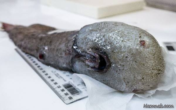 ماهی عجیب و غریب ماهی بدون صورت