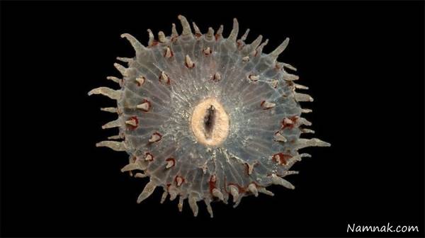 ماهی ترسناک مرجانی ماهی ترسناک