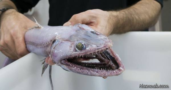 ماهی بسیار وحشتناک ماهی مارمولکی