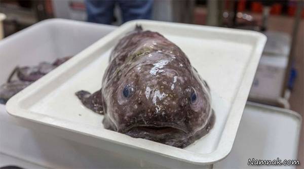 ماهی ژله ای شکل ماهی عجیب و غریب